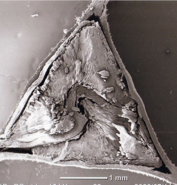 そばの実_顕微鏡写真