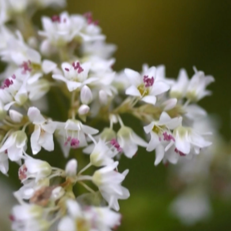 そばの花