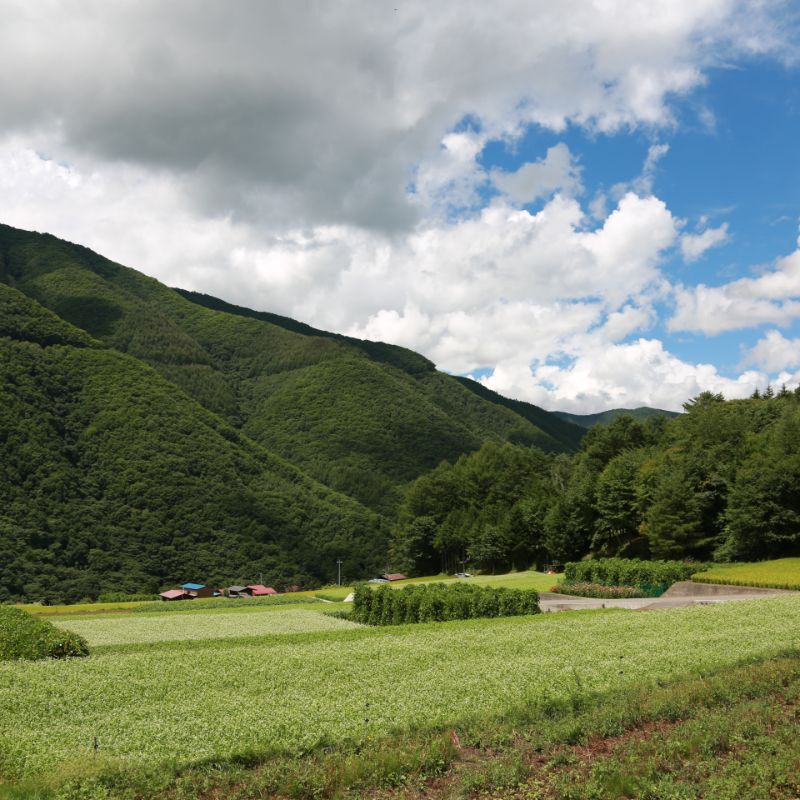 そば畑空撮写真